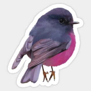 Fat, fluffy Pink Robin, absolutely gorgeous little Australian bird. Sticker